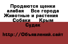 Продаются щенки алабая  - Все города Животные и растения » Собаки   . Крым,Судак